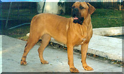 Norka
